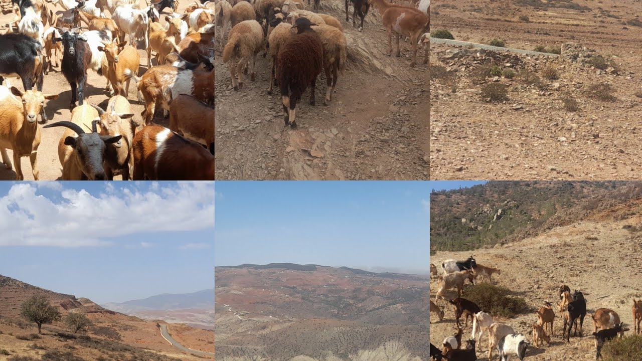 السلام عليكم ورحمة الله تعالى وبركاته راعي الغنم في الجبل حمام