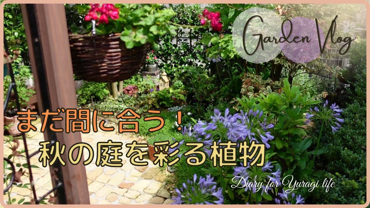 【ガーデンvlog】秋の庭を美しく彩るおすすめの植物｜家庭菜園｜犬も食わないお話