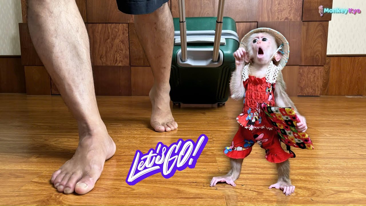 Baby monkey Kyo eagerly packs her things to go out, leaving Dad amazed!