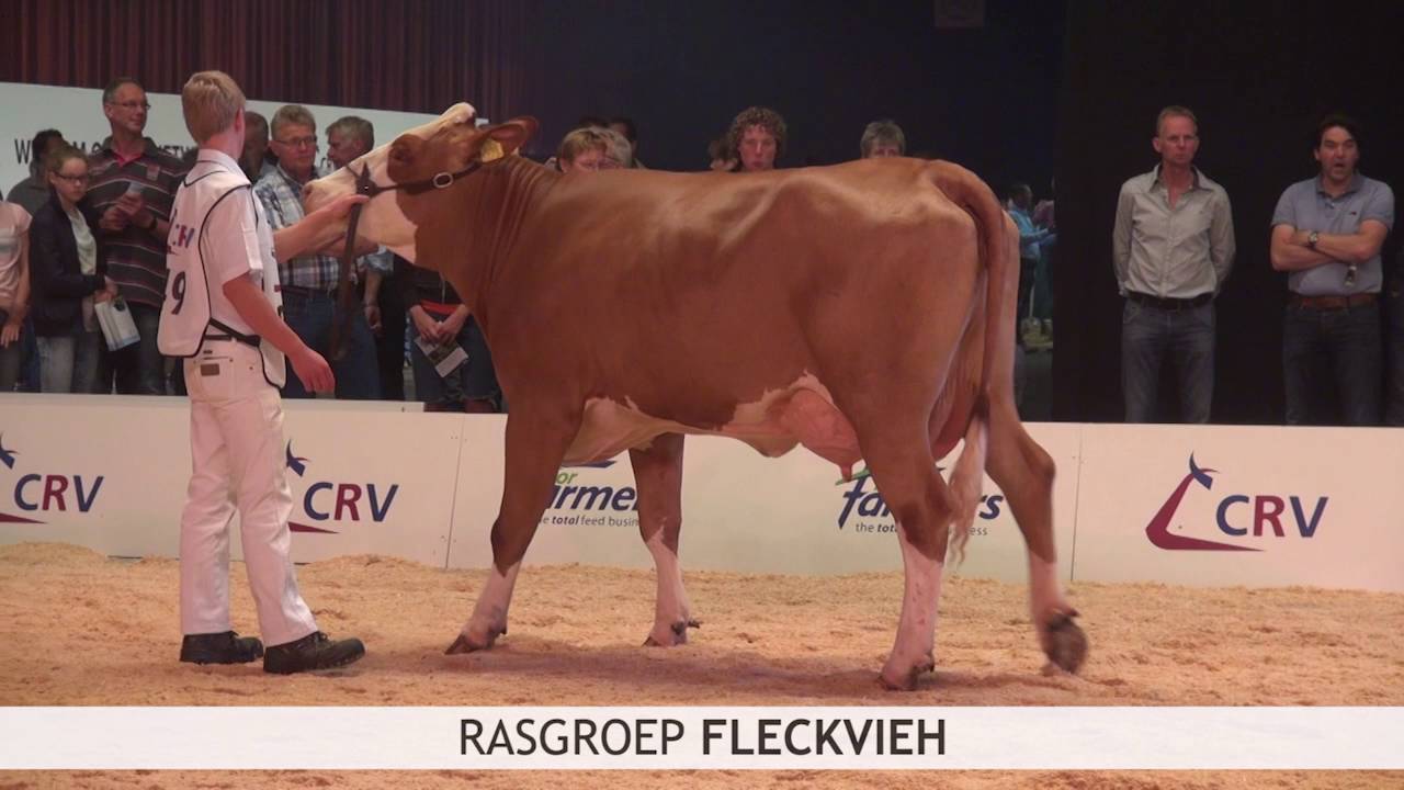 Dochtergroepen CRV-Event ‘Veestapel naar je hart’ 11 juni 2016
