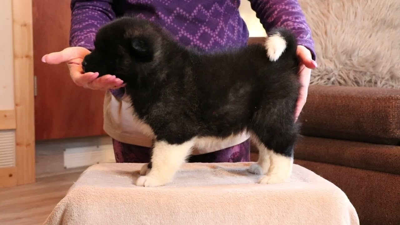Cali x Diesel AKC Akita Puppies - Arctic Akitas Kennel - 907-978-3158 - www.ArcticAkitas.com