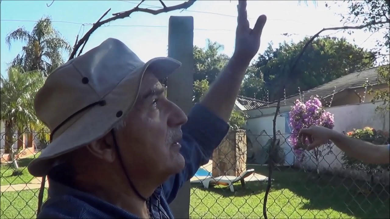 752 ) &ndash; 2&deg; PARTE DA PODA DA UVA BORDO- PIRACICABA &ndash; SP   1102abc