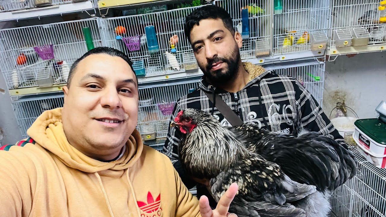 طيور 🦜للبيع عند الصديق👍 ياسين مرحبا🤩 بالجميع🇲🇦 :تاريخ 9/1/2026:الهاتف 0619227462