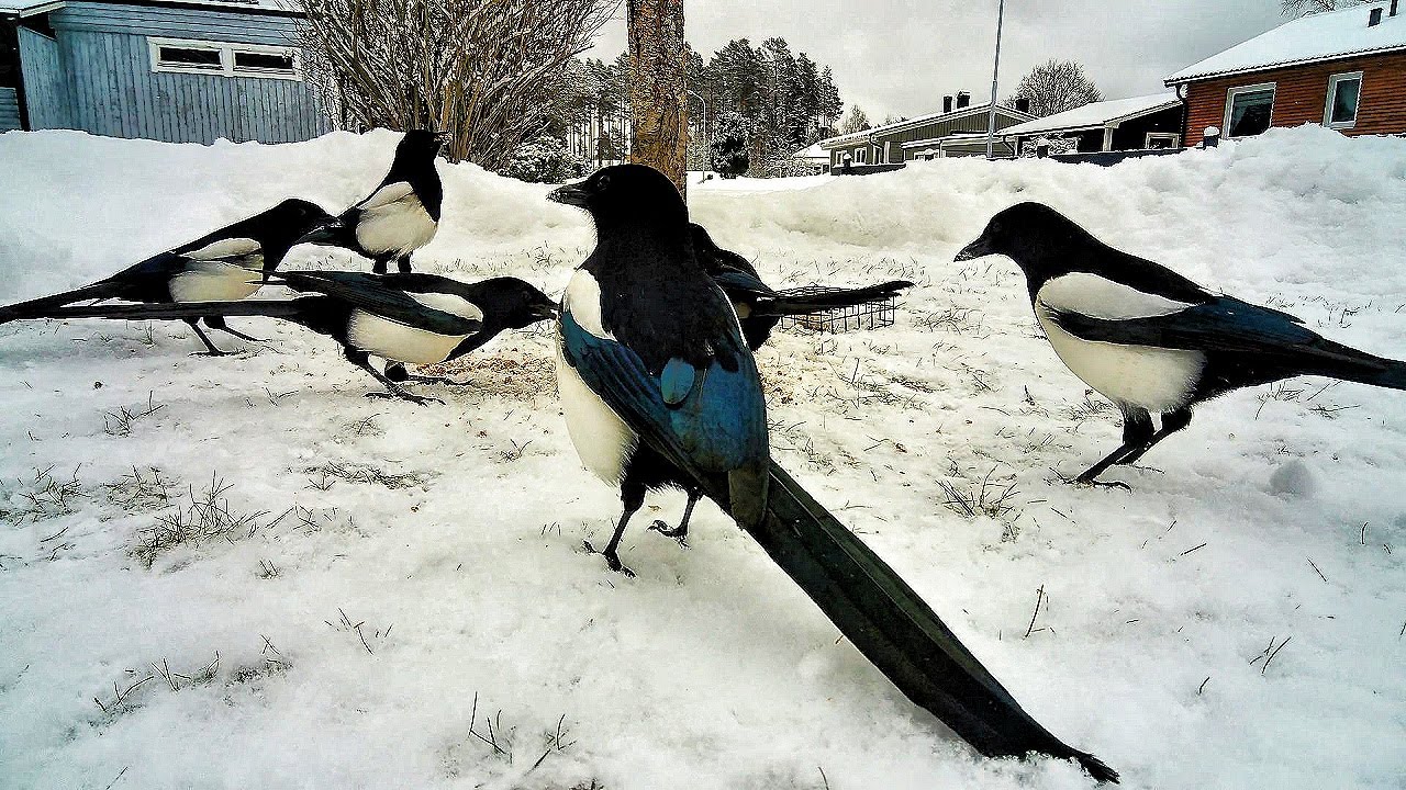 A flock of Eurasian magpies forage in the year 💚💗💙❄️❄️
