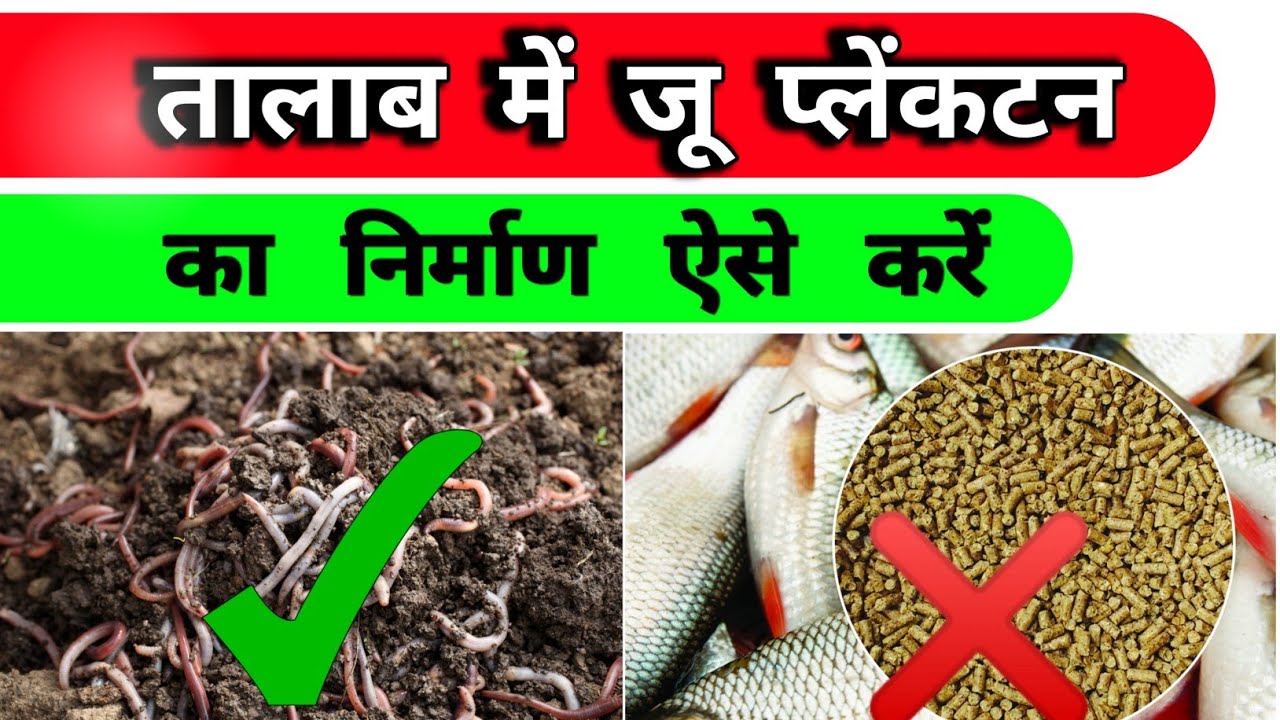 तालाब में जू प्लेंकटन का निर्माण ऐसे करें | Making zooplankton in pond for fish |#fishfeed