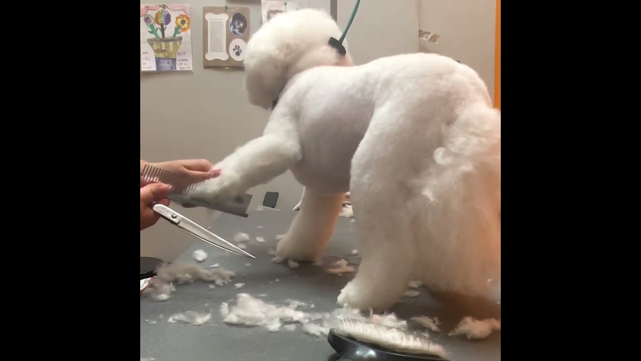Grooming a Bichon