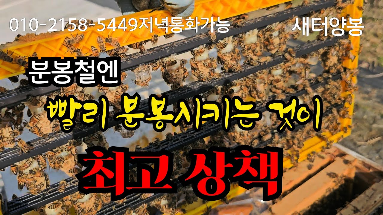 조기분봉을 위한 왕대 처녀왕/ 소비왕롱 /왕롱틀 제작법#양봉 #beekeeping #automobile