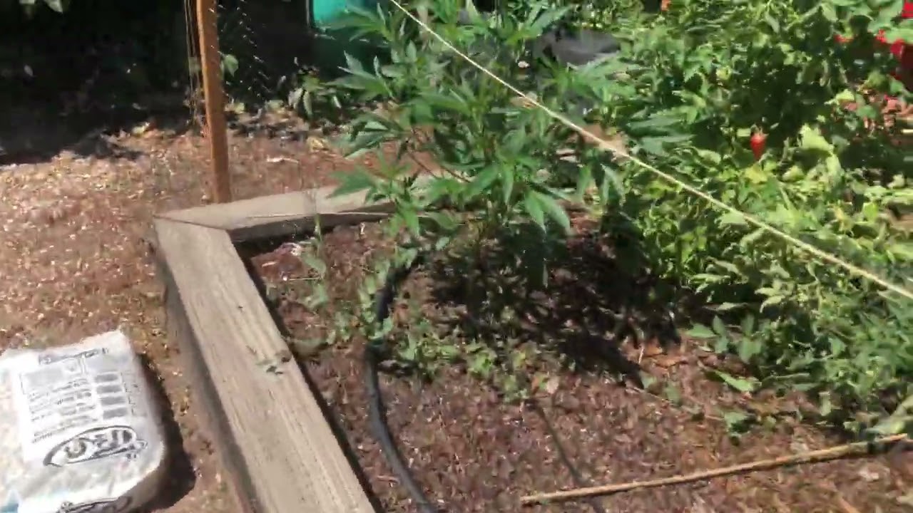 Outdoor Cannabis- Transition from Veg Stage to Flower