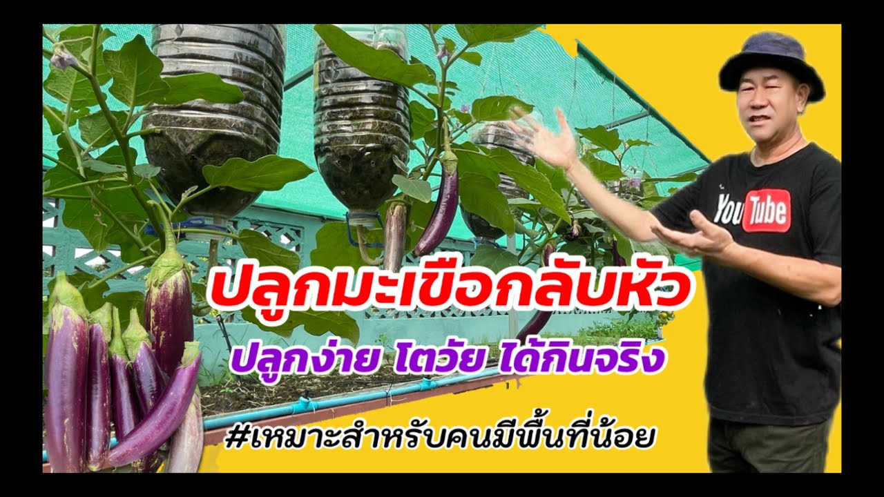 393/ 🍆🍆ปลูกมะเขือกลับหัว ปลูกง่าย โตไว ได้กินจริงๆ / DIY Eggplant upside down /ถูกใจแชร์เลยครับ