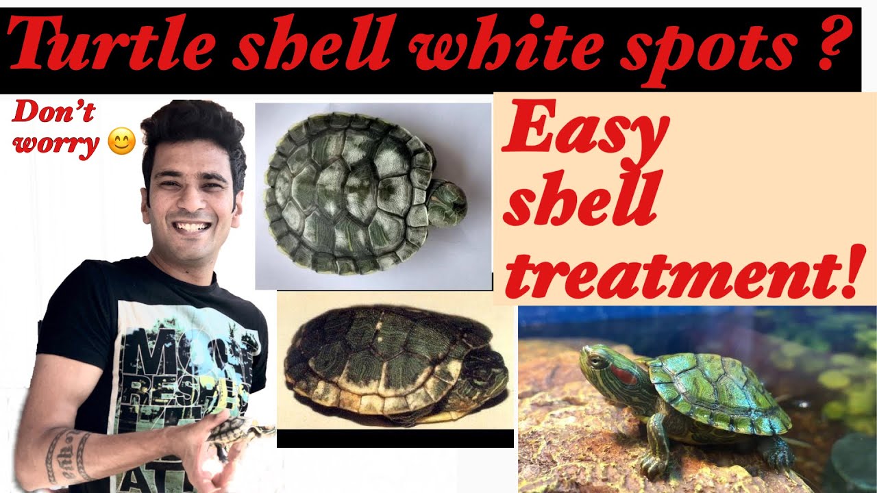 How to clean turtle shell | White spots on shell | shell Rot issue 🐢