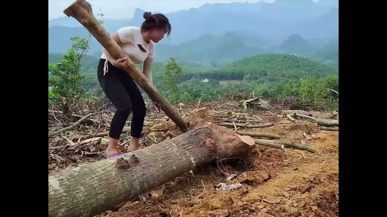 Digging up tree stumps, felling trees, transporting timber