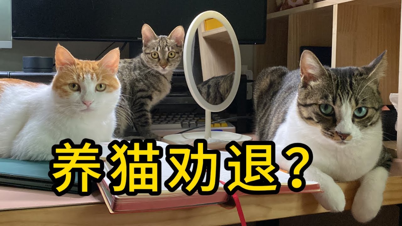 养猫劝退视频，看完这些你还想养猫吗