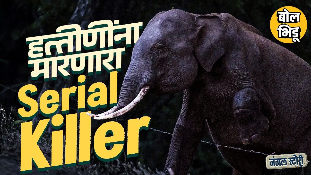 Jungle Stories: Kerala Periyar National Park मधल्या 12 हत्तीणींचा मृत्यू आणि जंगलातला सिरीयल किलर