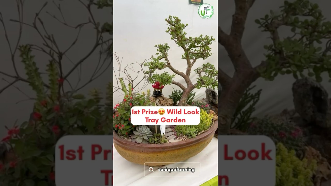 1st Prize😍 Wild Look Tray Garden ​⁠@UniqueFarmingShorts