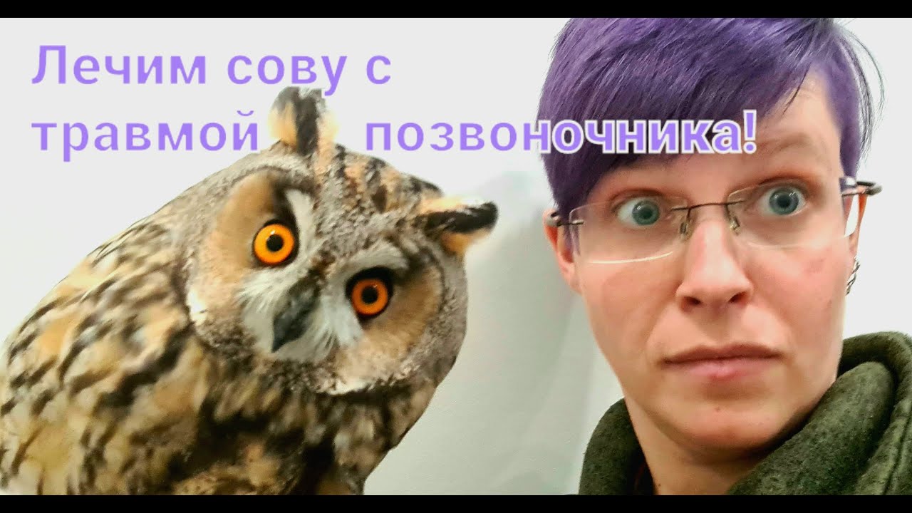 Ушастая сова с бодуна? Выясняем, почему пучеглазого пациента не держат ноги, лечим больную поясницу.