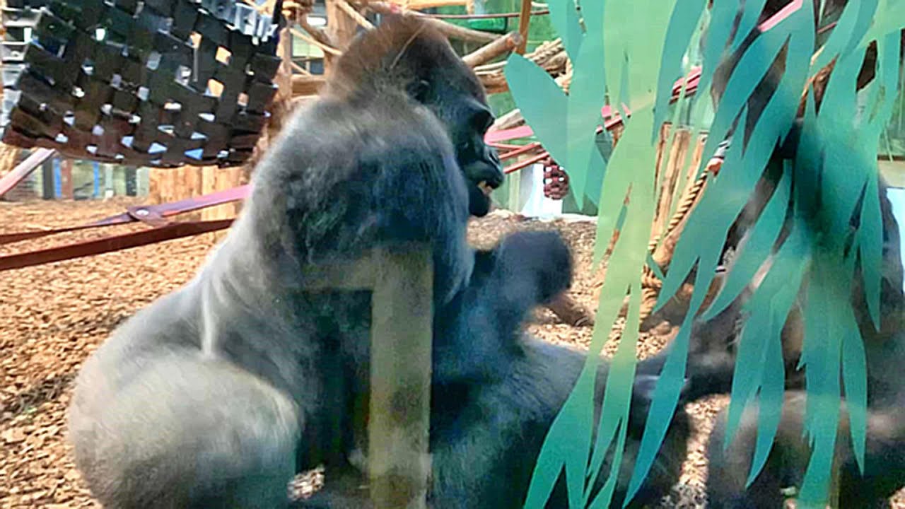 Gorilla Squabble at London Zoo - Silverback Kiburi has to step in to keep the peace