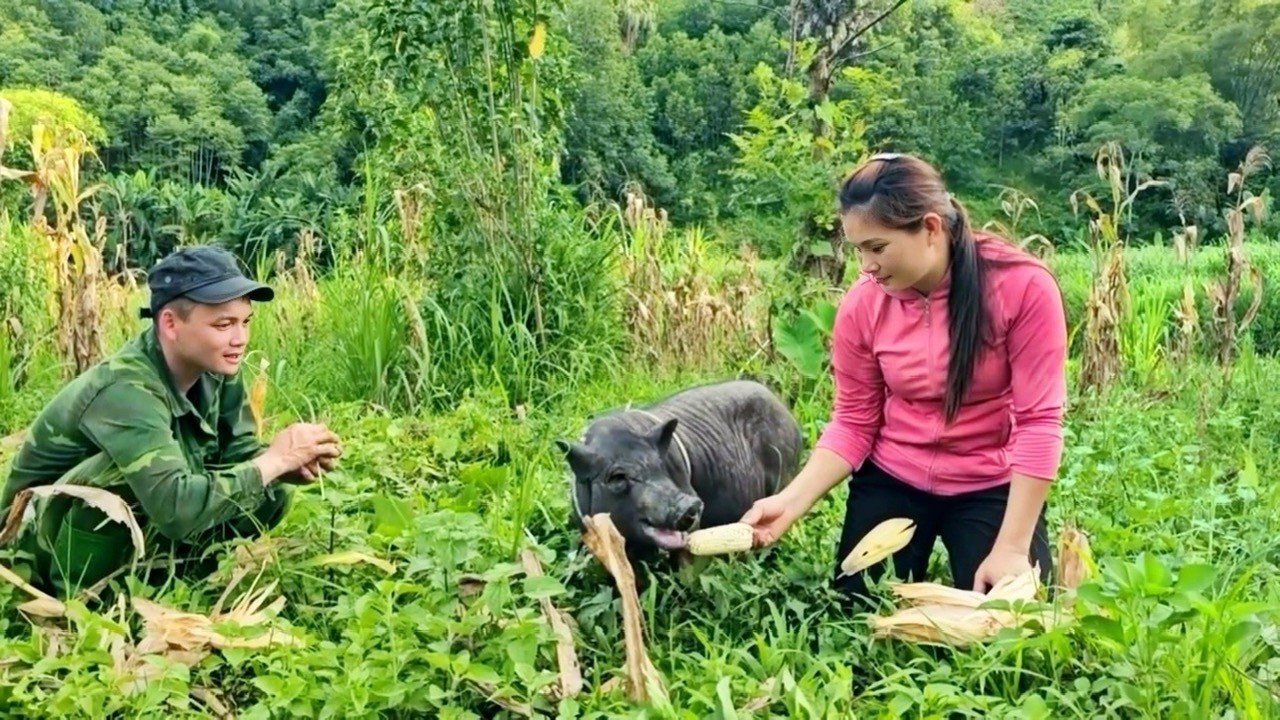 The kind man gave the sow to Vong to raise as breeding stock
