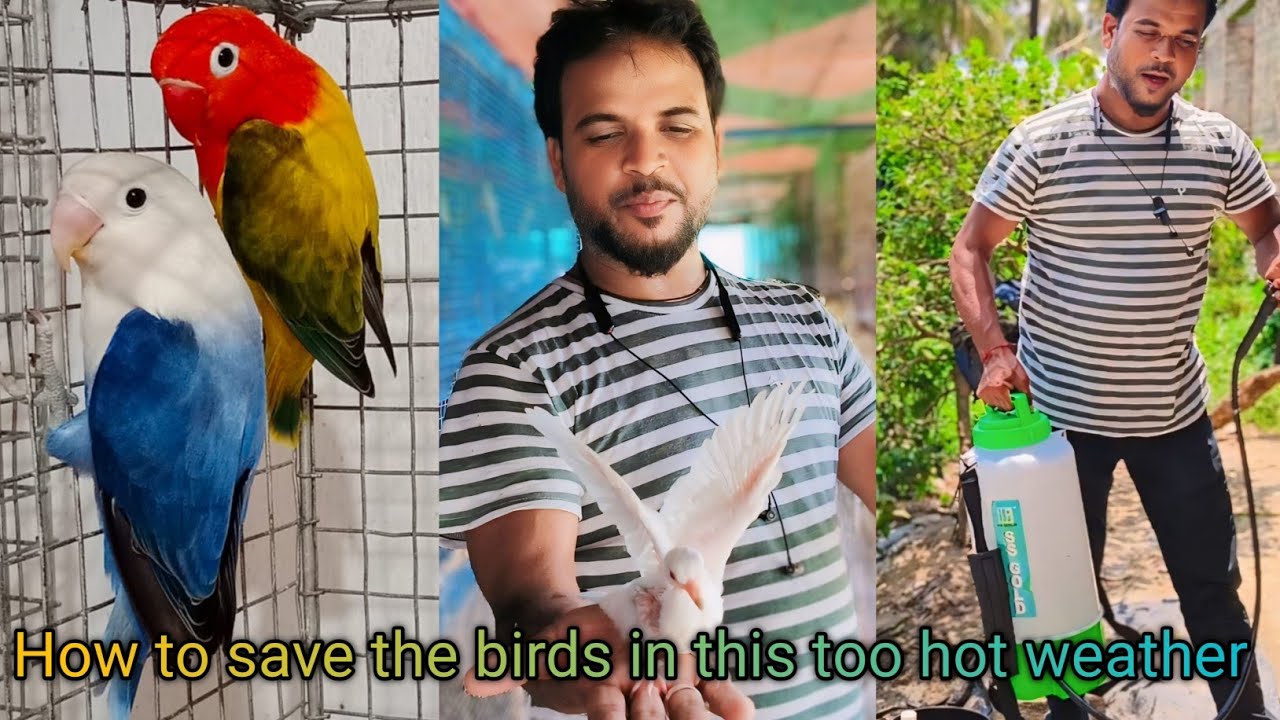 How to save the birds in this too hot weather //इतनी गर्मी में पक्षियों को कैसे बचाया जाए