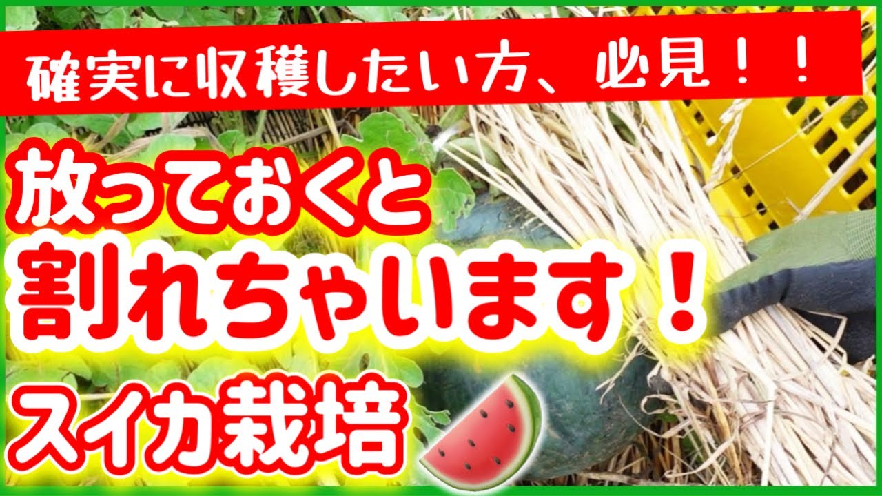 【スイカ栽培】確実にスイカを収穫したい方、必見！　放っておくと、割れちゃうかも。。～みどりふぉLABO そばの庭～