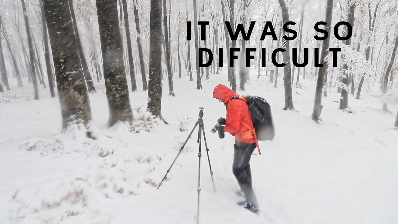 Forest Photography - Winter Landscape Photography Tips