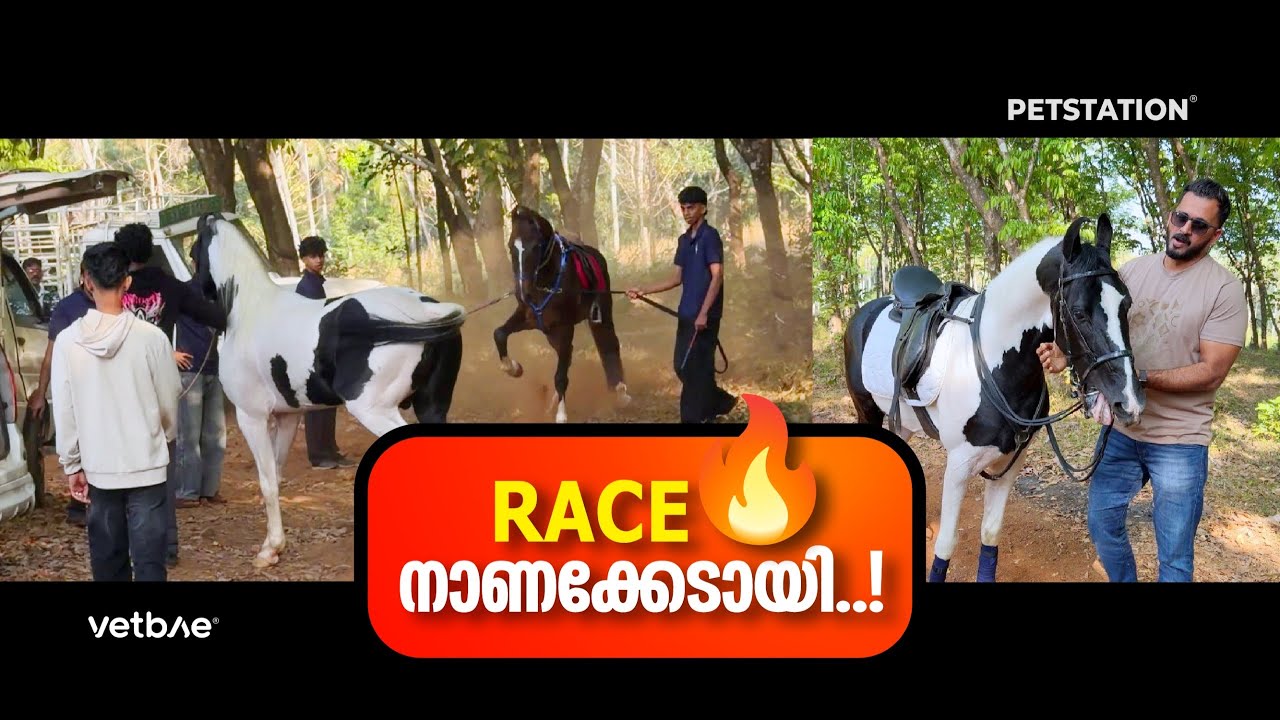 കുതിരയോട്ടത്തിന്‌ പോയി നാണക്കേടായി😃 Horse racing fact 🙈