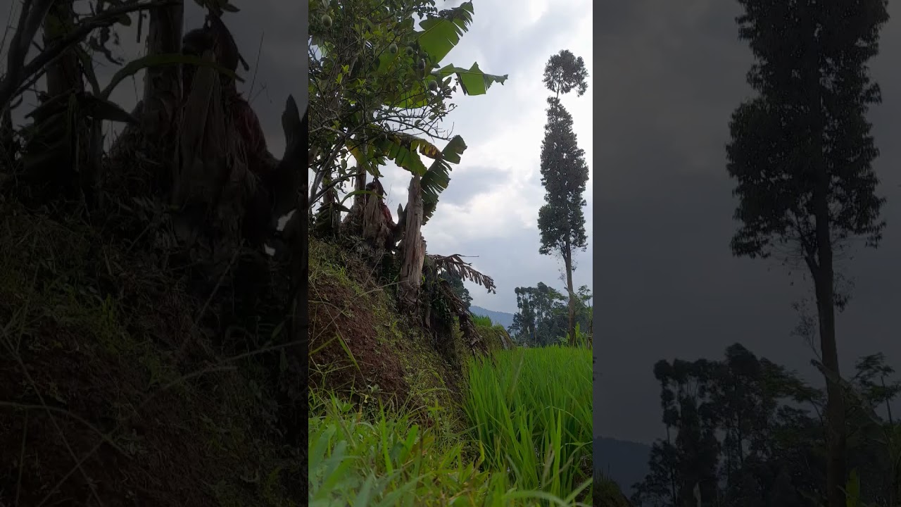 ⚠️⚠️⚠️Panen pisang bogor di atas sawah kesulitan tingkat dewa #pisang #banana #parangbelukar