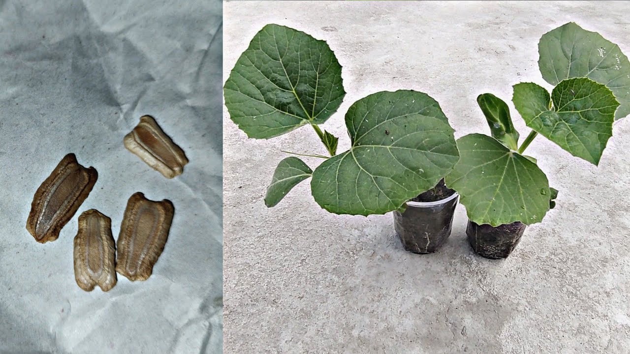 how to grow bottle gourd at home || bottle grouds plant growing