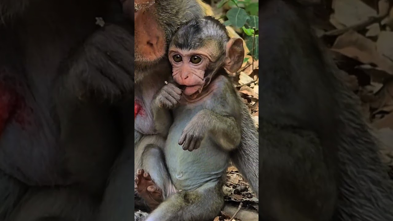 The adorable baby monkey with no hair on its head nursed its mother comfortably. ( Ep 3 ) .