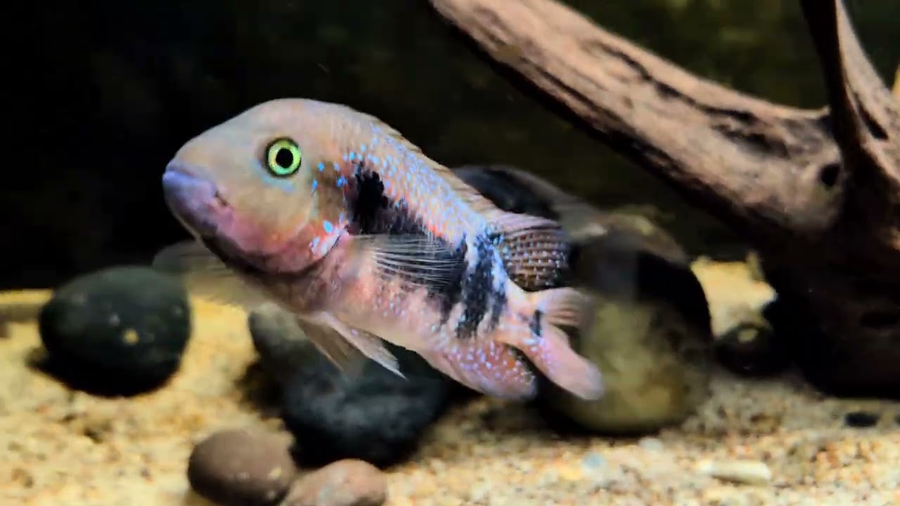 Cichlid Community tank update hybrid babies introduced!