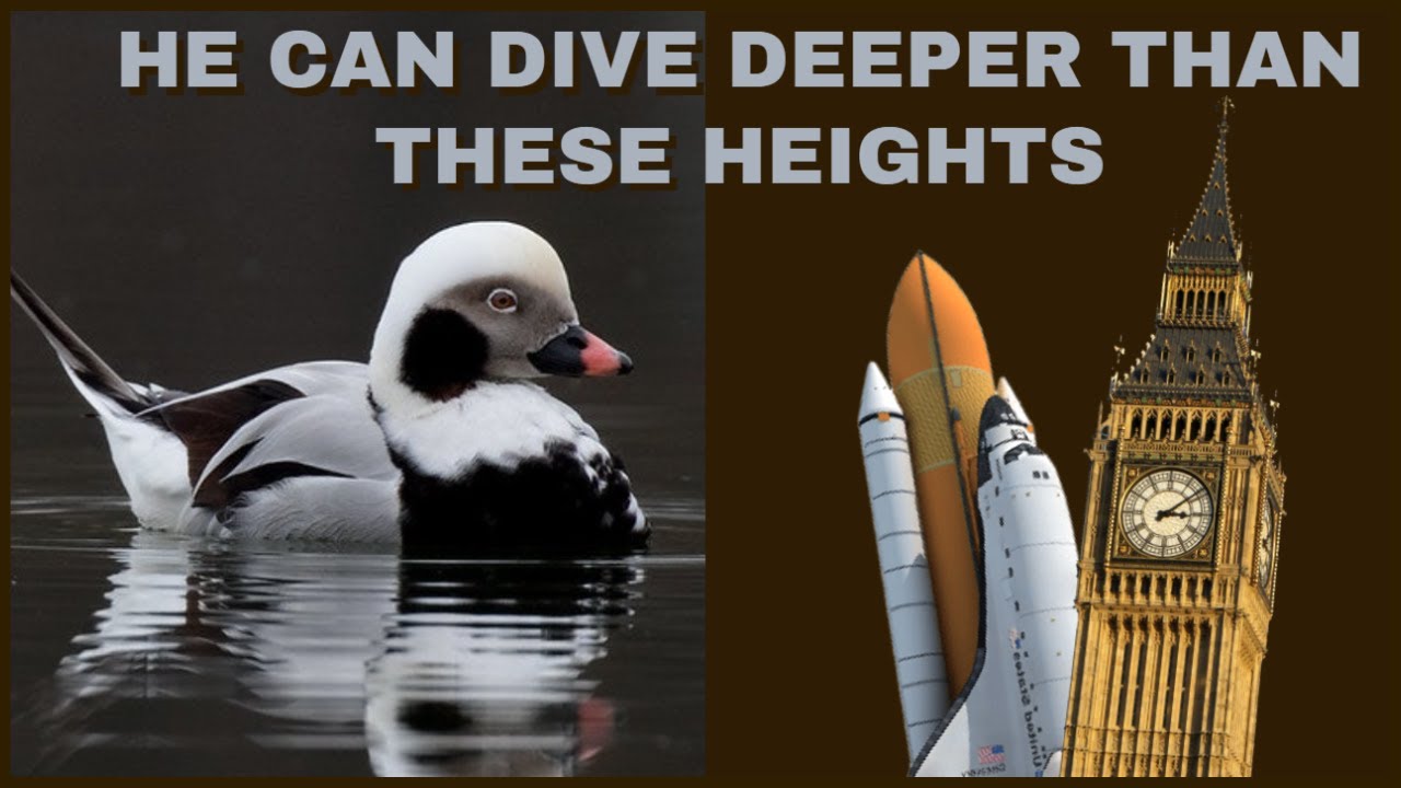 The Long-Tailed Duck's Diving Abilities Put Into Perspective | 200ft Depth Compared to Tall Objects