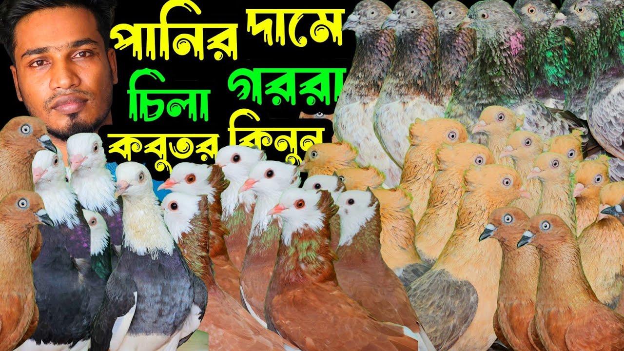 পানির দামে রেসার,লালপাত্তি,কালদম,গররা,চিলা কবুতর কিনুন | বাকবাকুম পায়রা | Pigeon |