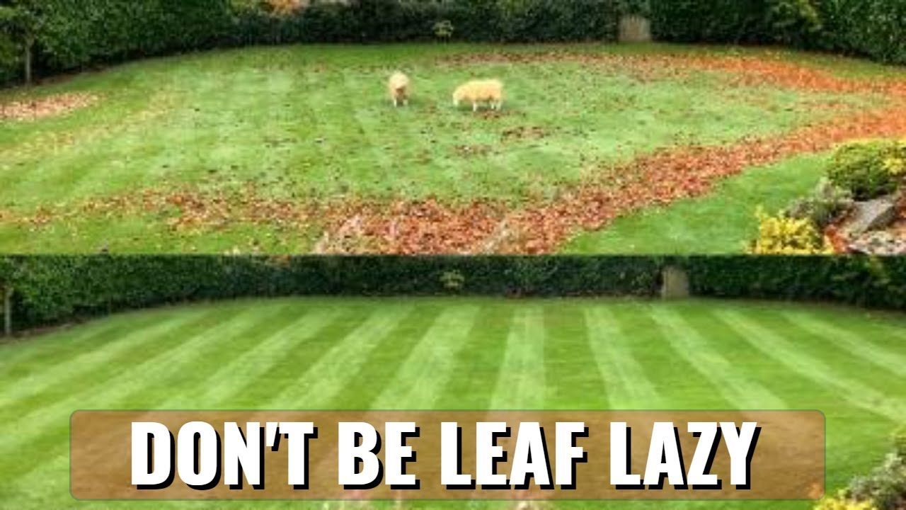 Winter LAWN MOWING tips | Protect your LAWN