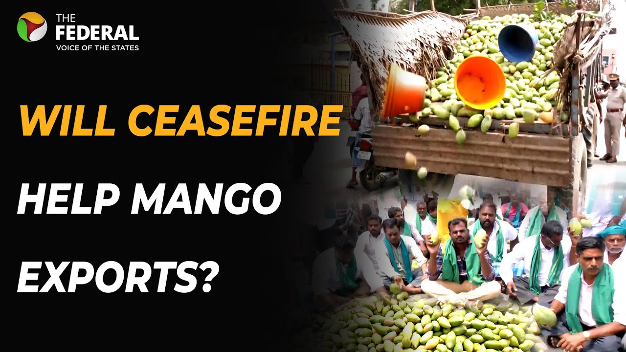 Tamil Nadu mango farmers in crisis; exports hit by Iran-Israel conflict | The Federal