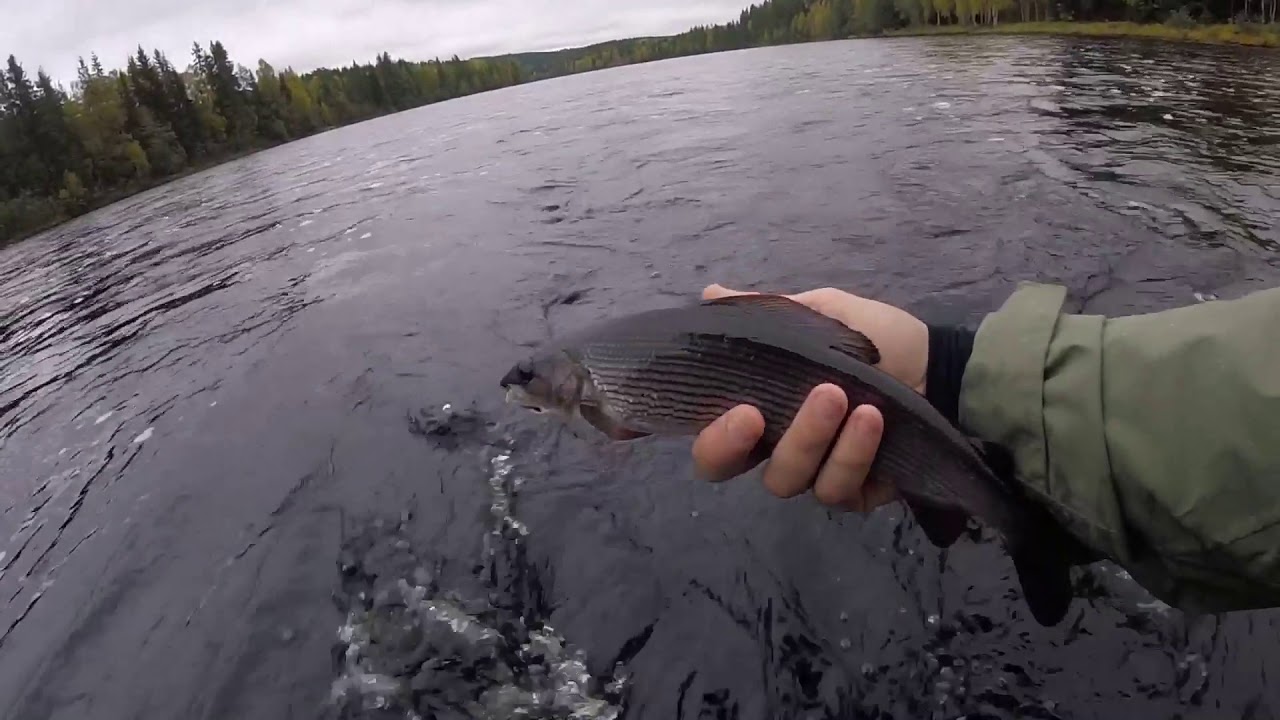 Autumn grayling in Klar&auml;lven