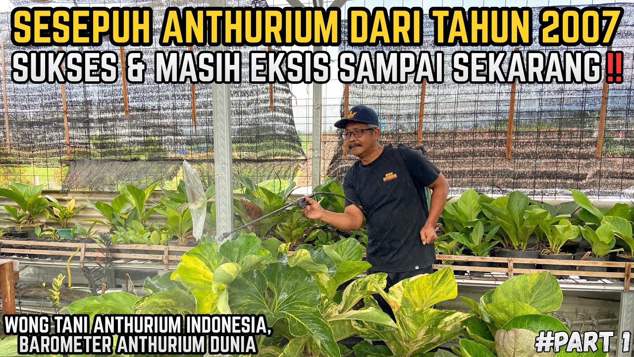SESEPUH ANTHURIUM DARI TAHUN 2007 MASIH EKSIS & KONSISTEN SAMPAI SEKARANG!! MORO MATHUK UMBULKEN!!