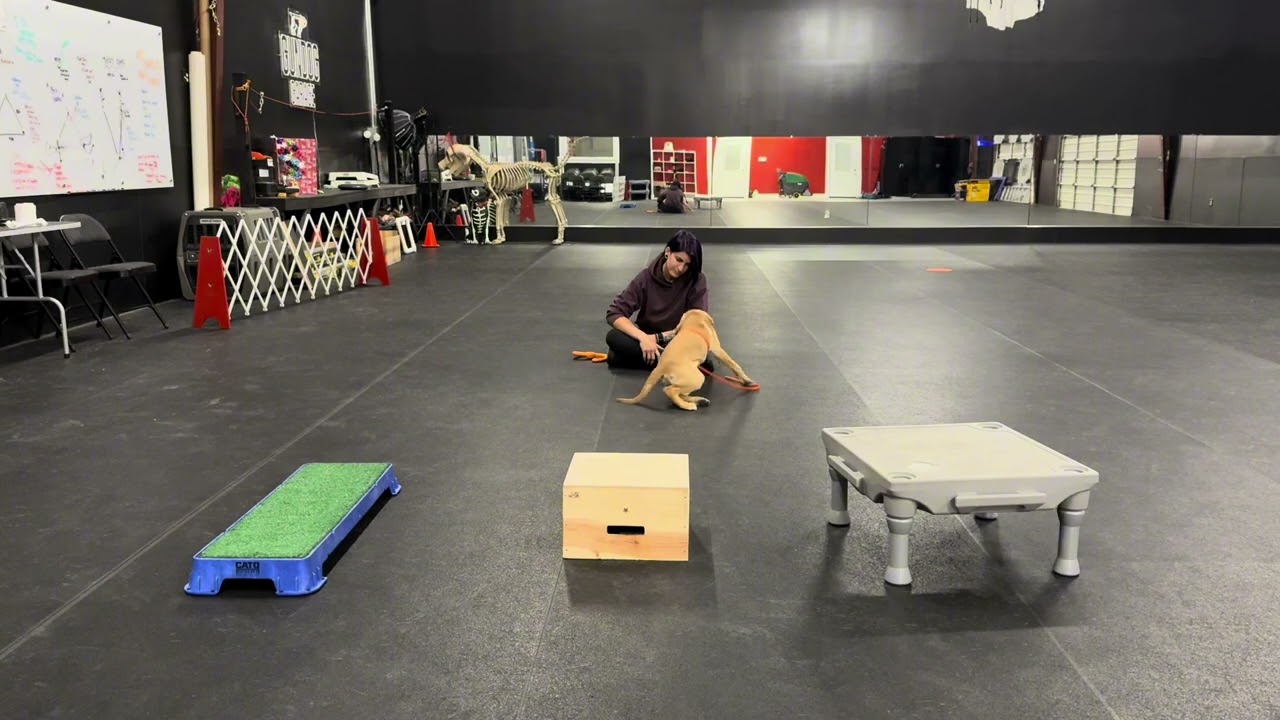 Breakdown: Play Transitions In Session- Fortune 16wo