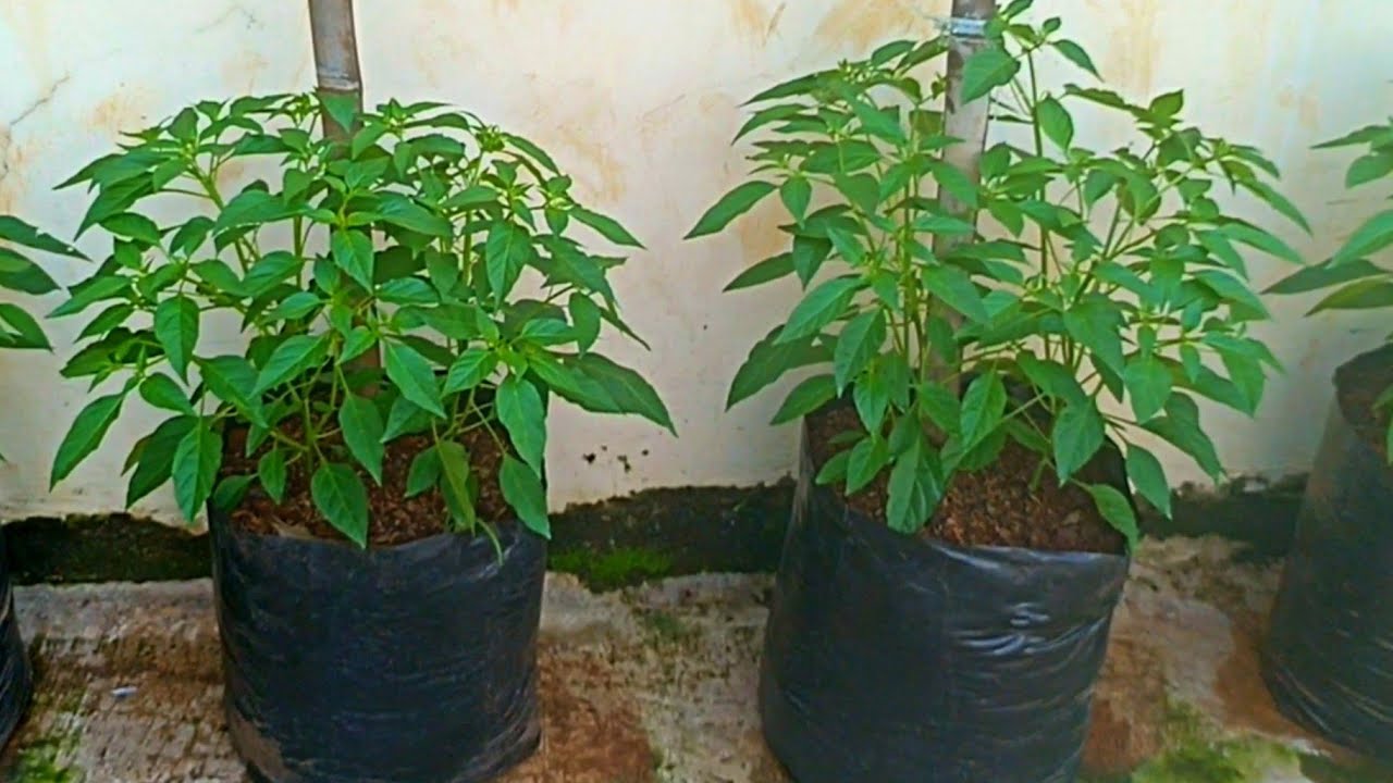 BUDIDAYA CABE DI POLYBAG  ||SANGAT MUDAH DI LAKUKAN