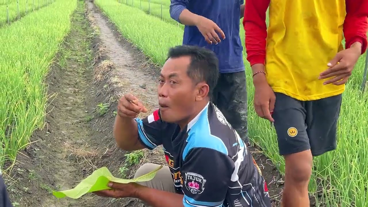 MULAI START TANAM BAWANG MERAH DI REMBANG