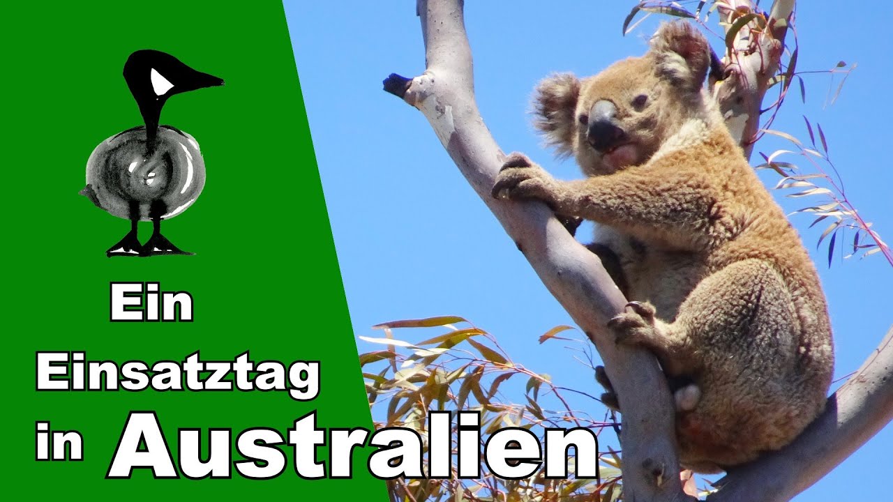 Einsatz in Australien - Tiernotruf #241