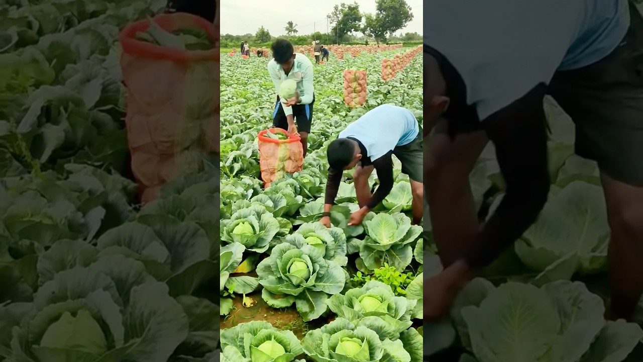 Teamwork in the Field: How Farmers Harvest Cabbage Quickly #farming #work