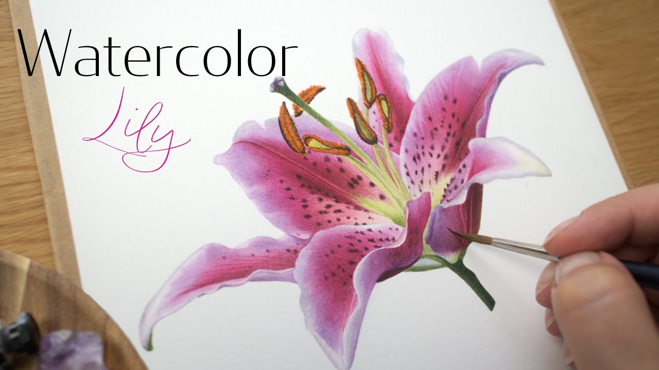 Как нарисовать цветок лилии «Звездочет» 🌺 урок по акварельной живописи