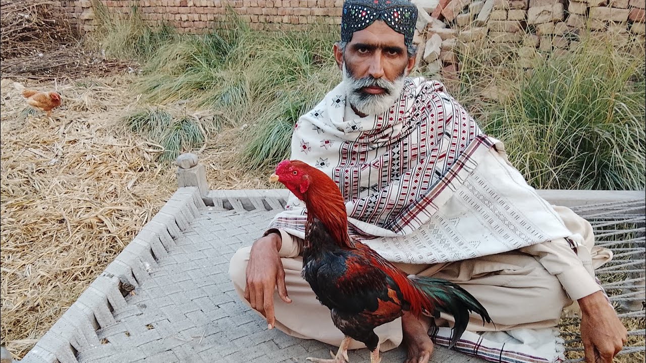 Patti ka pahla jhol breeder ki age