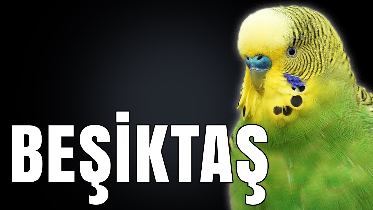 Muhabbet Kuşu Nasıl Eğitilir? Kuşunu Konuştur - Beşiktaş