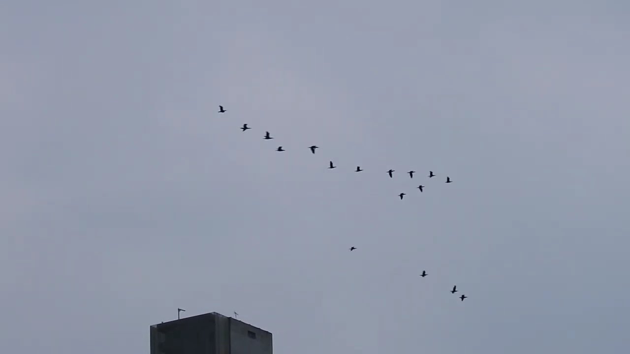 2026.2月3日 晴天  基隆河鸕鶿