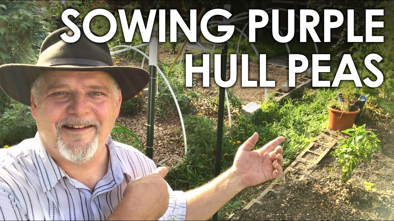 How to Sow Purple Hull Peas || Black Gumbo