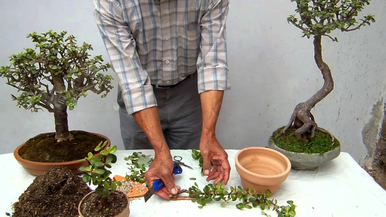 Reproducción de la Portulacaria o moneda
