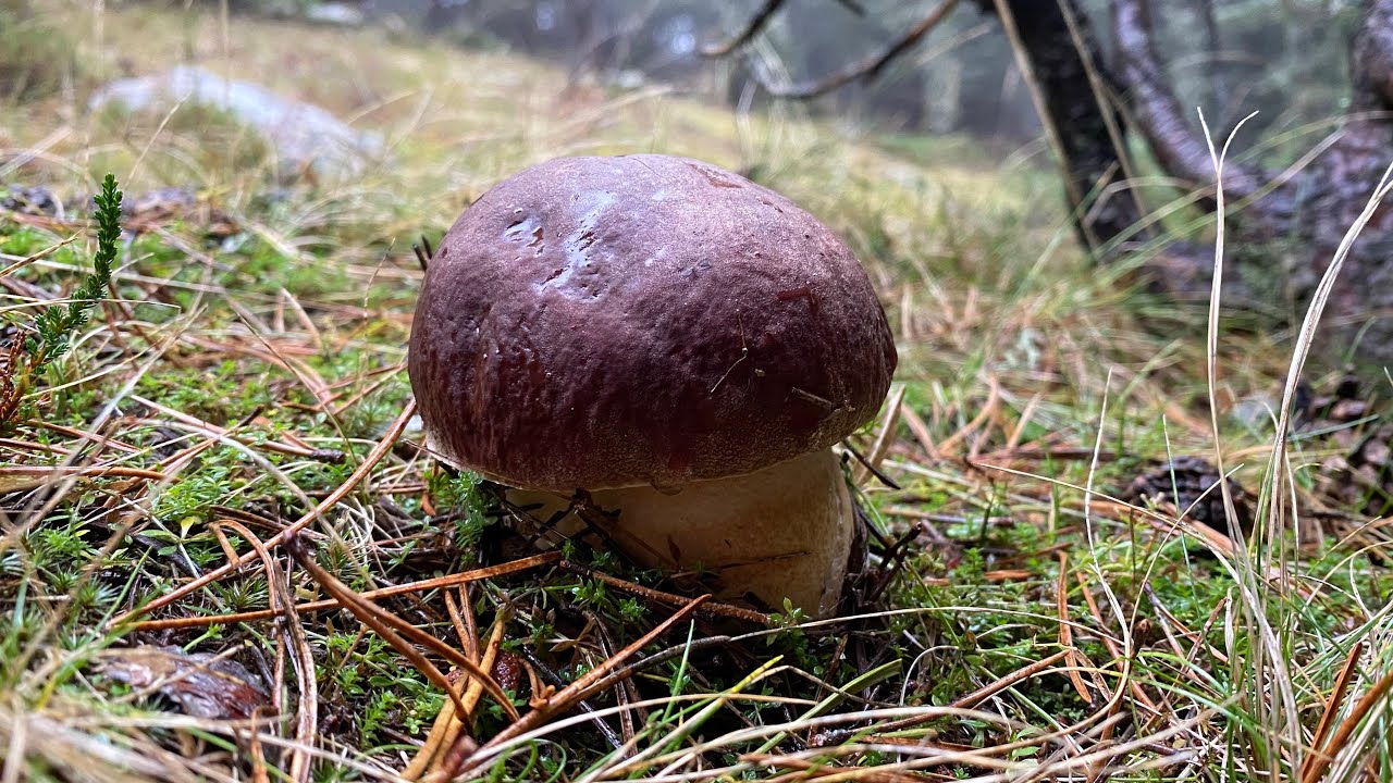 ESPECTÁCULO!!! 06/10/2024 BOLETUS Pinophilus y Edulis bajo la lluvia.