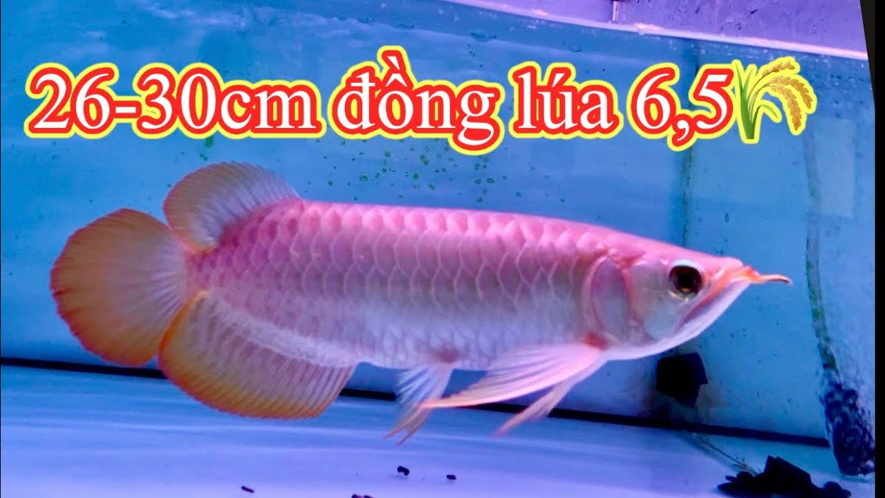 HL 26-30cm đồng lúa 6,5 -903