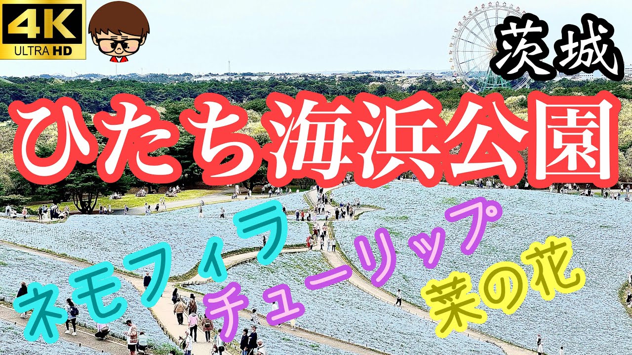 【茨城】ひたち海浜公園2024　満開のネモフィラの丘　チューリップも満開でした