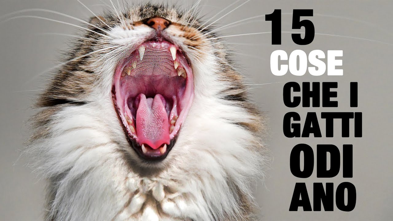 15 Cose che i Gatti ODIANO